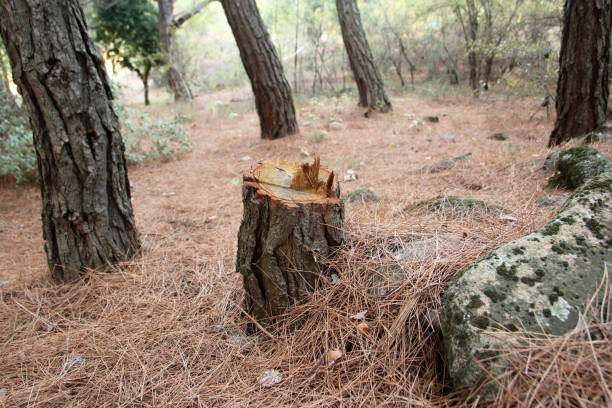 How Our Tree Care Process Works  in  Brunswick, OH