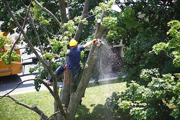 How Our Tree Care Process Works  in  Brunswick, OH